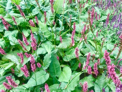 persicaria soil.